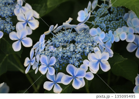 アジサイが咲き誇る初夏 135095495