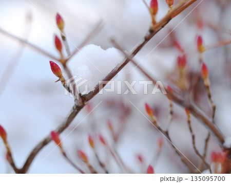 雪の綿帽子をかぶったドウダンツツジ 135095700