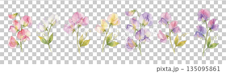Watercolor sweet pea illustration 135095861