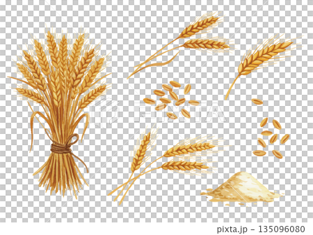 水彩麥田插圖 水彩麥田插圖 135096080