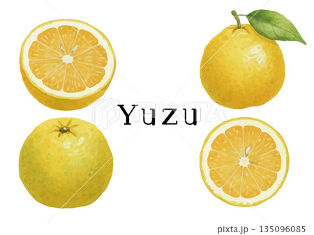 水彩風ゆずイラスト 135096085