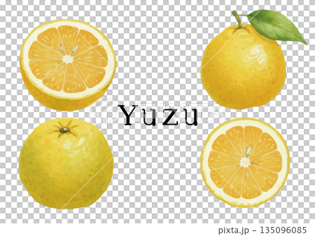 水彩風ゆずイラスト 135096085