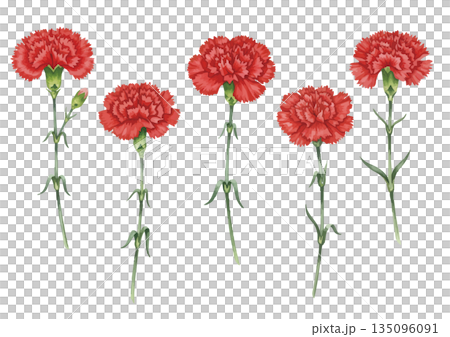 水彩康乃馨插圖 135096091