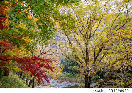 天神峡の紅葉の風景（井原市） 135096096
