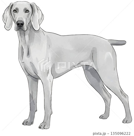 ワイマラナーの水彩風イラスト 135096222