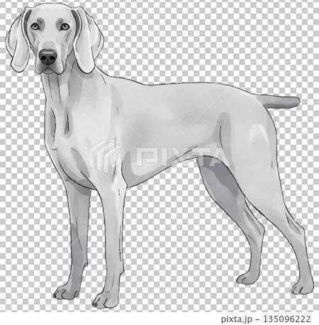 ワイマラナーの水彩風イラスト 135096222