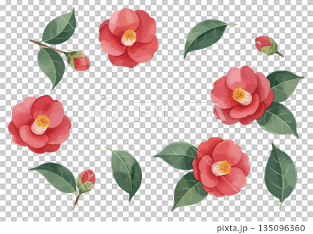 水彩山茶花插圖 水彩山茶花插圖 135096360
