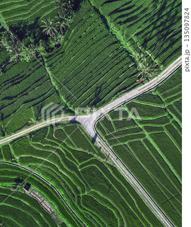 Footage From Above Showcasing Thriving Green Rice Plantations And Shadows 135097824