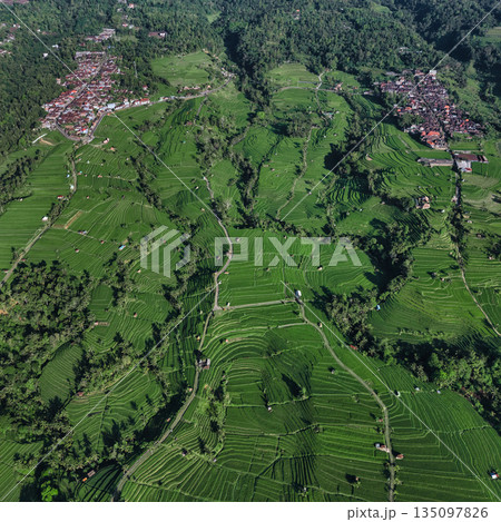 Magnificent Drone Shot Showcasing Verdant Rice Paddies 135097826