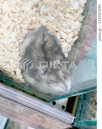 隅っこガラス張りハムスター 135097846