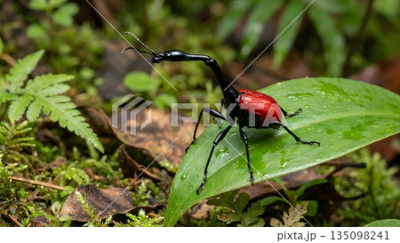 Giraffe Weevil(キリンクビナガオトシブミ) 135098241