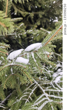 Snow covered evergreen tree branches with green needles in winter forest close up. Winter nature background concept symbolizing freshness cold season and calm natural atmosphere 135098250
