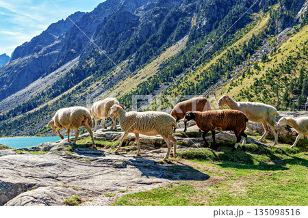 Sheeps at Lac de Gaube. Gaube Lake is a lake in the French Pyrenees, near the town of Cauterets in France Sheeps at Lac de Gaube. Gaube Lake is a lake in the French Pyrenees, near the town of Cauterets in France 135098516