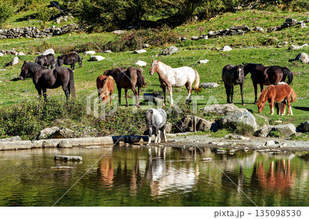 Horses in a meadow by the wonderful altitude lake of Lac d'Estaing in the Lavedan, Hautes-Pyrenees, France. Horses in a meadow by the wonderful altitude lake of Lac d'Estaing in the Lavedan, Hautes-Pyrenees, France. 135098530