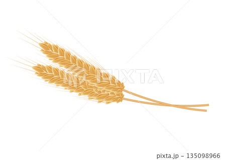Realistic wheat ears on white background. Vector Illustration 135098966