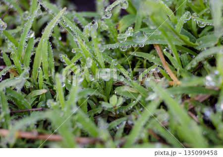 Dense Green Ground Cover Plants with rain droplet In Natural Setting. 135099458