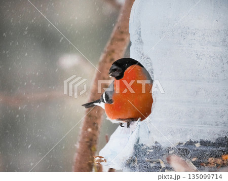 A Bullfinch bird is sitting on a bird feeder in the snow. 135099714