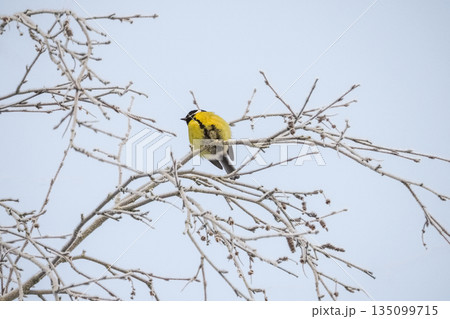 A tit bird is perched on a tree branch in the snow. A tit bird is perched on a tree branch in the snow. 135099715