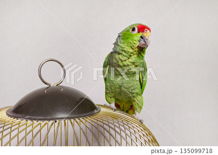 Big green Amazon parrot is perched on top of a cage. Big green Amazon parrot is perched on top of a cage. 135099718