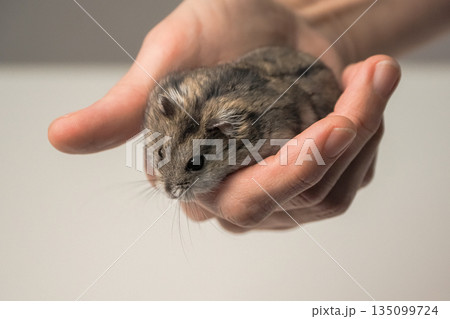 Pretty small hamster animal is in a person's hand. Pretty small hamster animal is in a person's hand. 135099724