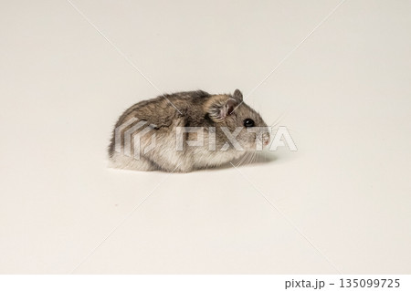 small gray and white hamster is sitting on a white surface 135099725
