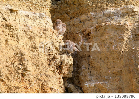 Little Owl chicks Little Owl chicks 135099790