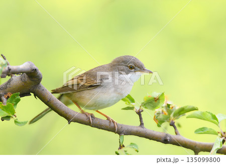 The common whitethroat or greater whitethroat (Curruca communis) 135099800