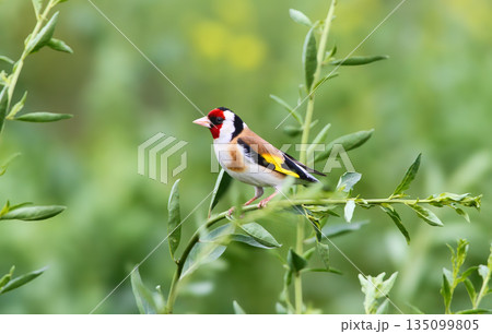 European goldfinch (Carduelis carduelis) 135099805