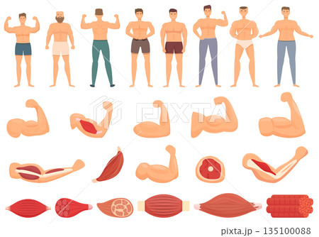 Muscle icons set cartoon vector. Fiber tissue Muscle icons set cartoon vector. Fiber tissue 135100088