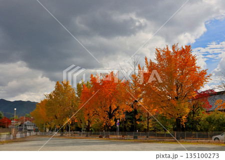 近鉄天理駅　近くの銀杏並木　銀杏の実が強烈なにおいを発する 135100273