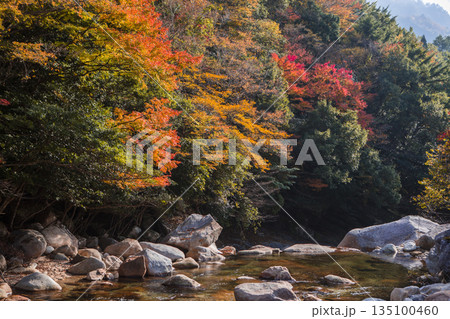 鹿川渓谷の紅葉 135100460