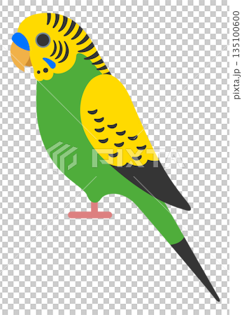 セキセイインコのアイコン 135100600