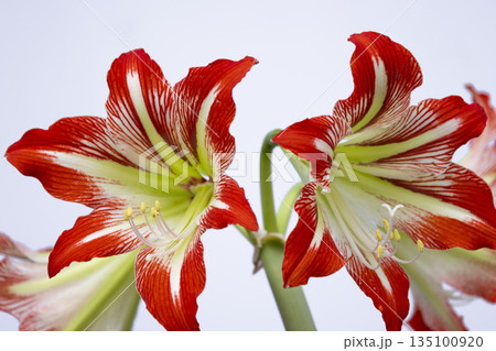 Amaryllis flowers blooming with red and white stripes Amaryllis flowers blooming with red and white stripes 135100920