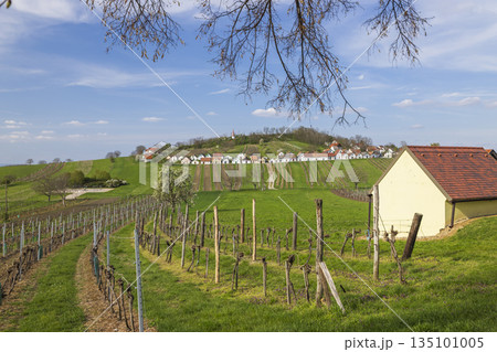 Vineyards on hills leading to Wildendurnbach village, Lower Austria 135101005