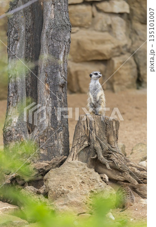 Meerkat standing on tree stump looking vigilant in Prague Meerkat standing on tree stump looking vigilant in Prague 135101007