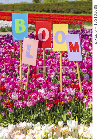 Bloom signs standing in vibrant Hillegom tulip fields Bloom signs standing in vibrant Hillegom tulip fields 135101088