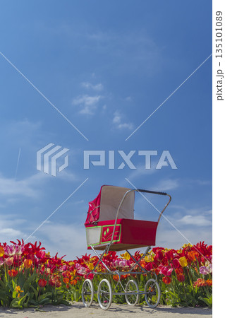 Vintage baby pram standing among colorful tulips in Netherlands Vintage baby pram standing among colorful tulips in Netherlands 135101089