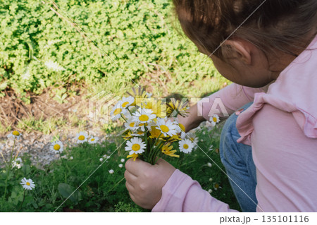 golden hour light: child gathering a bouquet of daisies in a sunlit summer flower field golden hour light: child gathering a bouquet of daisies in a sunlit summer flower field 135101116