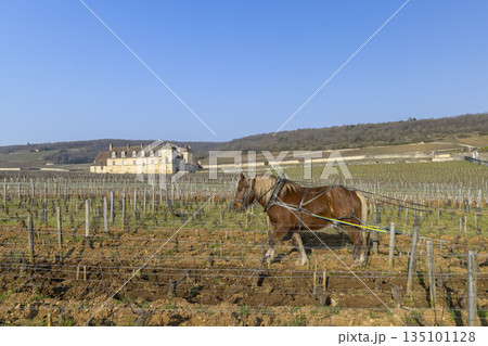 Horse plowing vineyard soil in Vougeot, Bourgogne, France Horse plowing vineyard soil in Vougeot, Bourgogne, France 135101128