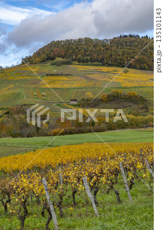 Autumn vineyard landscape in Jura, Bourgogne Franche Comte, France 135101143