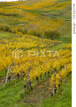 Chateau Chalon autumn vineyard hills glowing golden 135101144