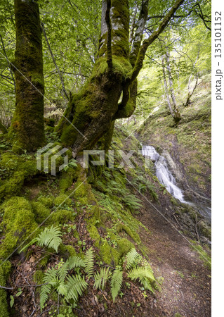 Wet forest with mossy trees and flowing waterfall 135101152