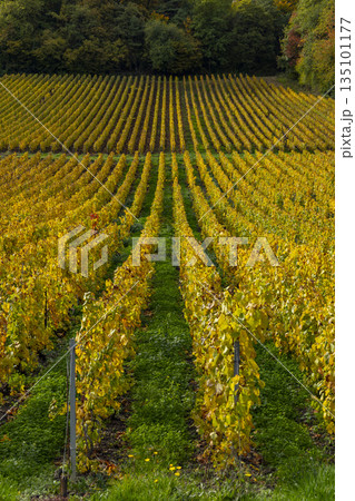 Autumn vineyard changing colors in Champagne region, France Autumn vineyard changing colors in Champagne region, France 135101177