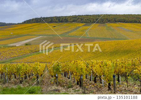 Golden autumn vineyard rows in Chichee, Bourgogne Franche Comte France 135101188