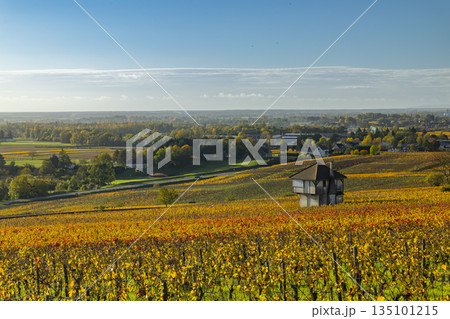 Bourgogne vineyard landscape with cabotte in Ladoix Serrigny 135101215