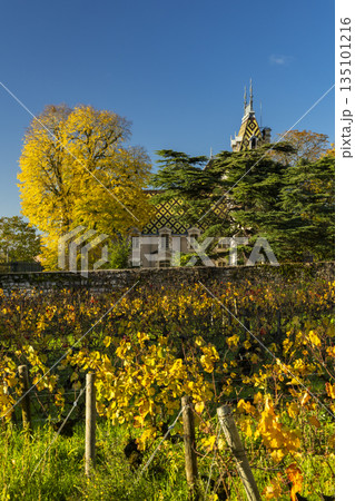 Vineyards with colorful autumn leaves fronting chateau in Aloxe Corton 135101216