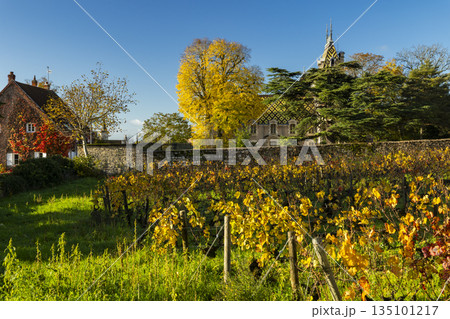 Vineyards in autumn with traditional Burgundy building 135101217