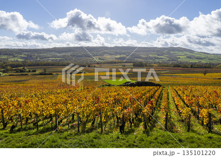 Burgundy vineyard landscape showing autumn colors in Santenay, France 135101220