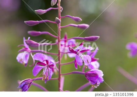 Fireweed wildflower blooming providing pink flowers and buds Fireweed wildflower blooming providing pink flowers and buds 135101396