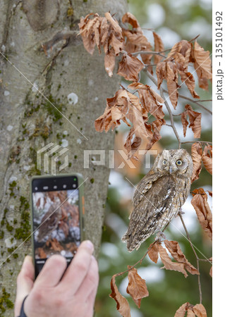 Hand using smartphone capturing scops owl on branch in Kubochna 135101492